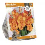 Baltus Gladiolus Glamini Jenny Gladiolen bloembollen per 10 stuks