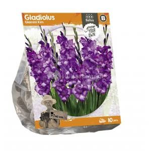 Baltus Gladiolus Glamini Kim Gladiolen bloembollen per 10 stuks