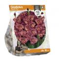 Baltus Gladiolus Glamini Tom Gladiolen bloembollen per 10 stuks