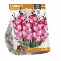 Baltus Gladiolus Glamini Vedi Gladiolen bloembollen per 10 stuks