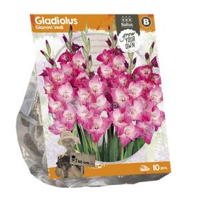 Baltus Gladiolus Glamini Vedi Gladiolen bloembollen per 10 stuks