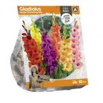 Baltus Gladiolus Large-flowering Mix Gladiolen bloembollen per 10 stuks