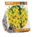 Baltus Gladiolus Marvinka Gladiolen bloembollen per 7 stuks