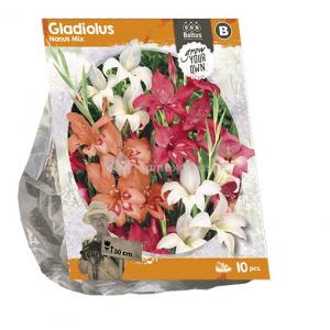 Baltus Gladiolus Nanus Mix Gladiolen bloembollen per 10 stuks