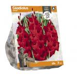 Baltus Gladiolus Oscar Gladiolen bloembollen per 7 stuks