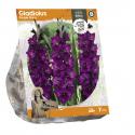 Baltus Gladiolus Purple Flora Gladiolen bloembollen per 7 stuks