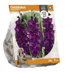 Baltus Gladiolus Purple Flora Gladiolen bloembollen per 7 stuks