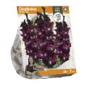 Baltus Gladiolus Shaka Zulu Gladiolen bloembollen per 7 stuks