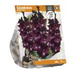 Baltus Gladiolus Shaka Zulu Gladiolen bloembollen per 7 stuks