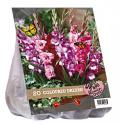 Baltus Urban Flowers Coloured Dreams bloembollen per 20 stuks