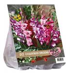 Baltus Urban Flowers Coloured Dreams bloembollen per 20 stuks