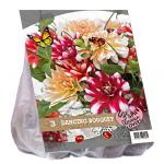 Baltus Urban Flowers Dancing Bouquet bloembollen per 3 stuks