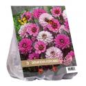 Baltus Urban Flowers Delicious Cupcakes bloembollen per 3 stuks