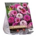 Baltus Urban Flowers Delicious Cupcakes bloembollen per 3 stuks