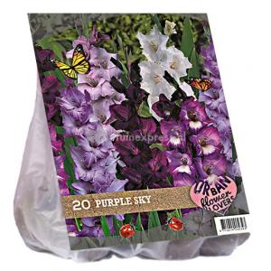 Baltus Urban Flowers Purple Sky bloembollen per 20 stuks
