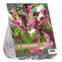 Baltus Urban Flowers Royal Queens bloembollen per 3 stuks