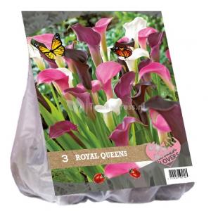 Baltus Urban Flowers Royal Queens bloembollen per 3 stuks