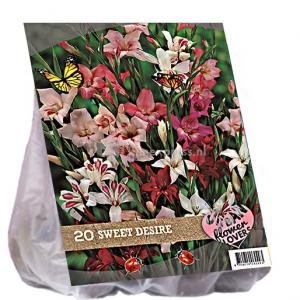 Baltus Urban Flowers Sweet Desire bloembollen per 20 stuks