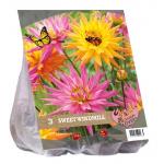 Baltus Urban Flowers Sweet Windmill bloembollen per 3 stuks