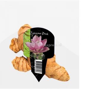 Baltus Curcuma roze bloembol per 1 stuk