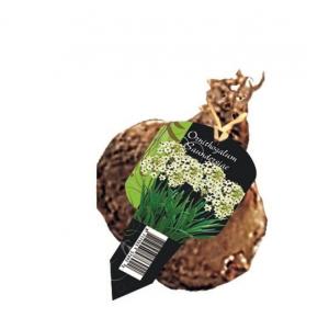 Baltus Ornithogalum Saundersiae bloembol per 1 stuk