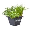 Baltus Herbs seaons in crate zaden giftbox