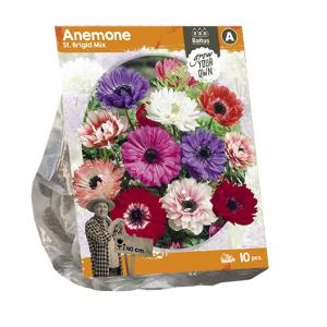 Baltus Anemone st Brigid Mix bloembollen per 10 stuks