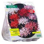 Baltus Nerine Bowdenii Mix bloembollen per 5 stuks