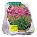 Baltus Nerine Bowdenii Roze bloembollen per 5 stuks