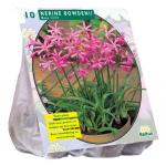 Baltus Nerine Bowdenii Roze bloembollen per 5 stuks