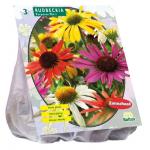 Baltus Rudbeckia Mix bloembollen per 3 stuks