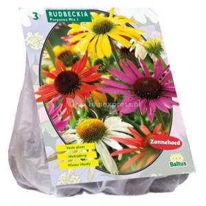 Baltus Rudbeckia Mix bloembollen per 3 stuks