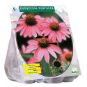 Baltus Rudbeckia Purpurea bloembollen per 5 stuks