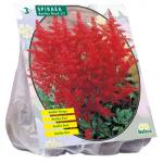 Baltus Astilbe Rood Bloembollen per 3 stuks