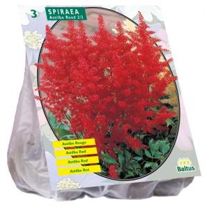 Baltus Astilbe Rood Bloembollen per 3 stuks