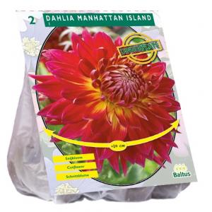 Baltus Dahlia Dinnerplate Manhattan Island bloembollen per 2 stuks