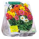 Baltus Dahlia Mignon Mix bloembollen per 3 stuks