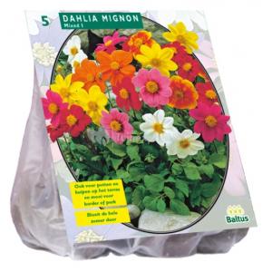 Baltus Dahlia Mignon Mix bloembollen per 3 stuks
