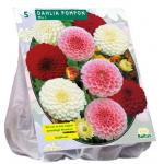 Baltus Dahlia Pompon bloembollen Mix per 3 stuks