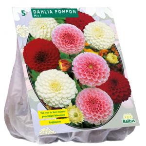 Baltus Dahlia Pompon bloembollen Mix per 3 stuks