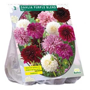 Baltus Dahlia Purple Blend bloembollen per 3 stuks