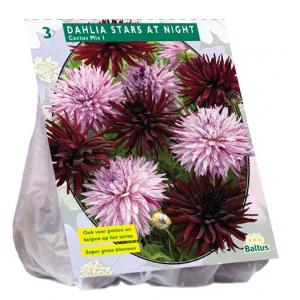 Baltus Dahlia Stars at Night bloembollen per 3 stuks