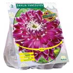 Blatus Dahlia Dinnerplate Vancouver boembollen per 2 stuks