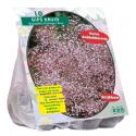 Baltus Gypsophilia Pan Roze bloembollen per 10 stuks