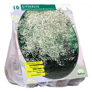 Baltus Gypsophilia Pan Wit bloembollen per 10 stuks