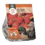 Baltus Aardbei Ostara per 5 stuks