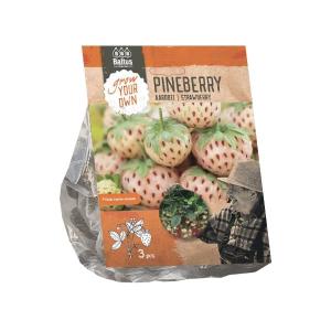 Baltus Aardbei Pineberry per 3 stuks