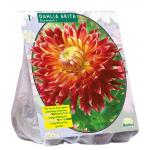 Baltus Dahlia Akita bloembol per 1 stuks