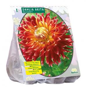 Baltus Dahlia Akita bloembol per 1 stuks