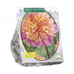 Baltus Dahlia Anemone Lifestyle bloembol per 1 stuks